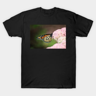 Monarch on Sedum T-Shirt